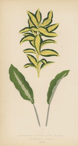Euonymus Japonica Aurea Variegata, Maranta Micans - English School